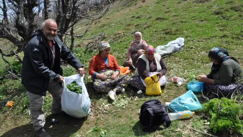Yürüyerek Topladıkları Bitkilerle Aileleri Geçindiriyorlar